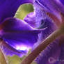 African Violet 5