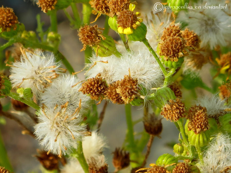 Tansy Ragwort 1