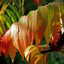 Staghorn Sumac Tree 18