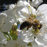 Honey Bee 43