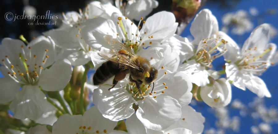 Honey Bee 43
