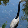 Great Blue Heron 2