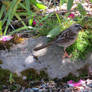 White-crowned Sparrow 3