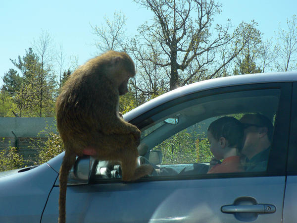 Baboon on car