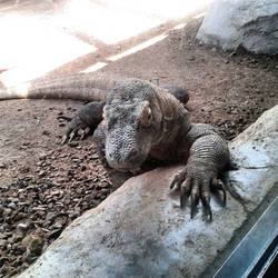 Komodo Dragon.