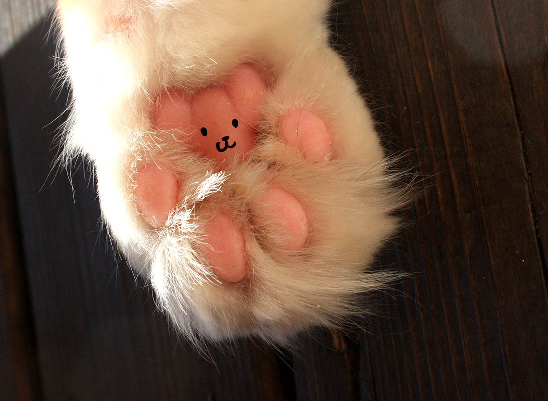 Paw Bear