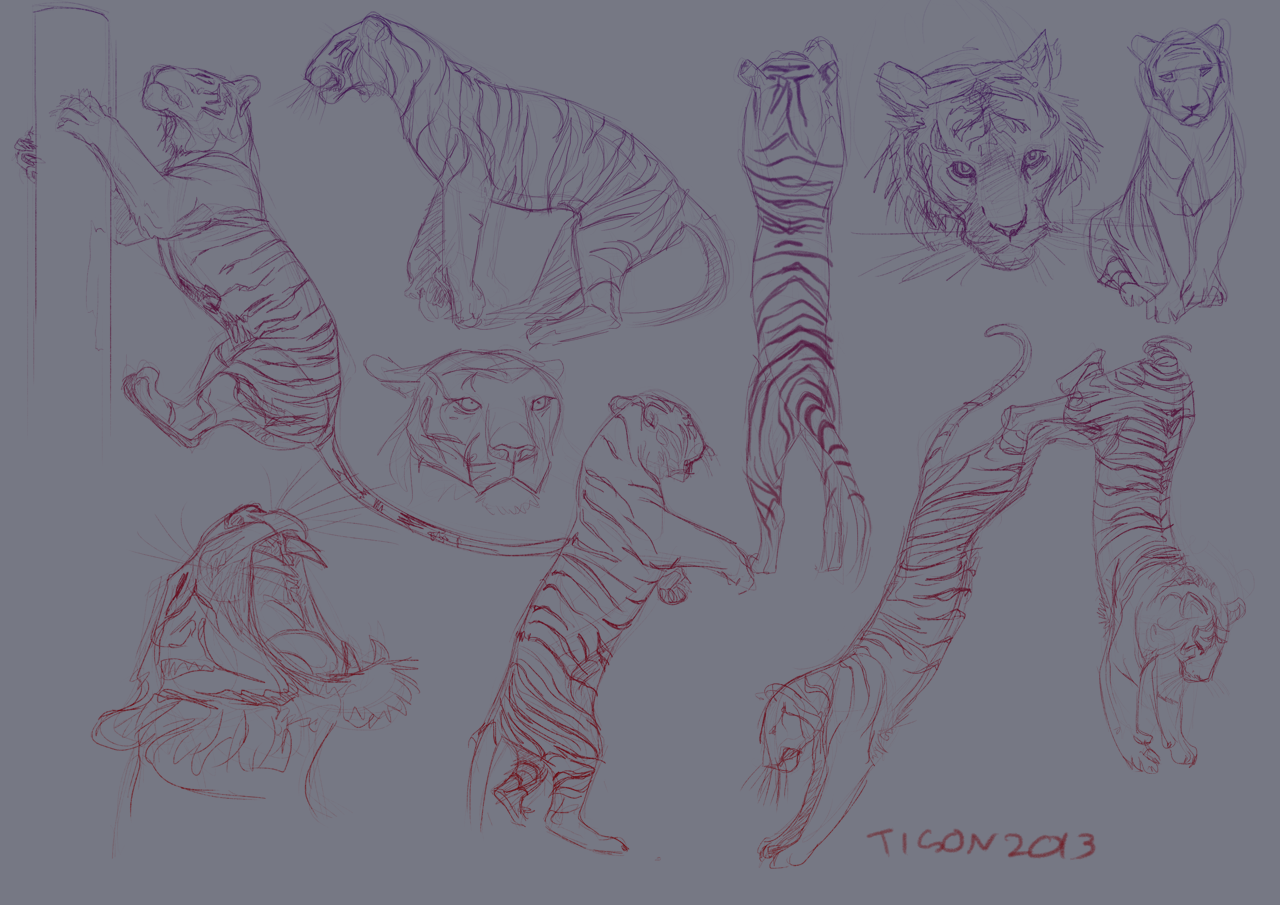 Tiger studies