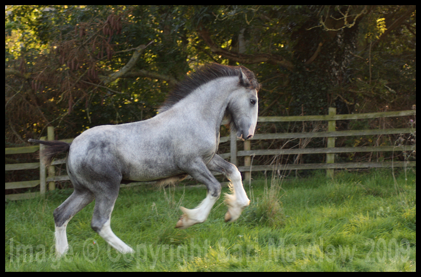 Shire Foal II