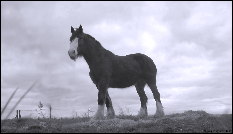 Blue Beatrice