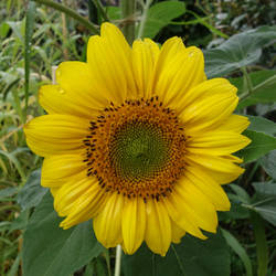 Sunflower on Sept 3
