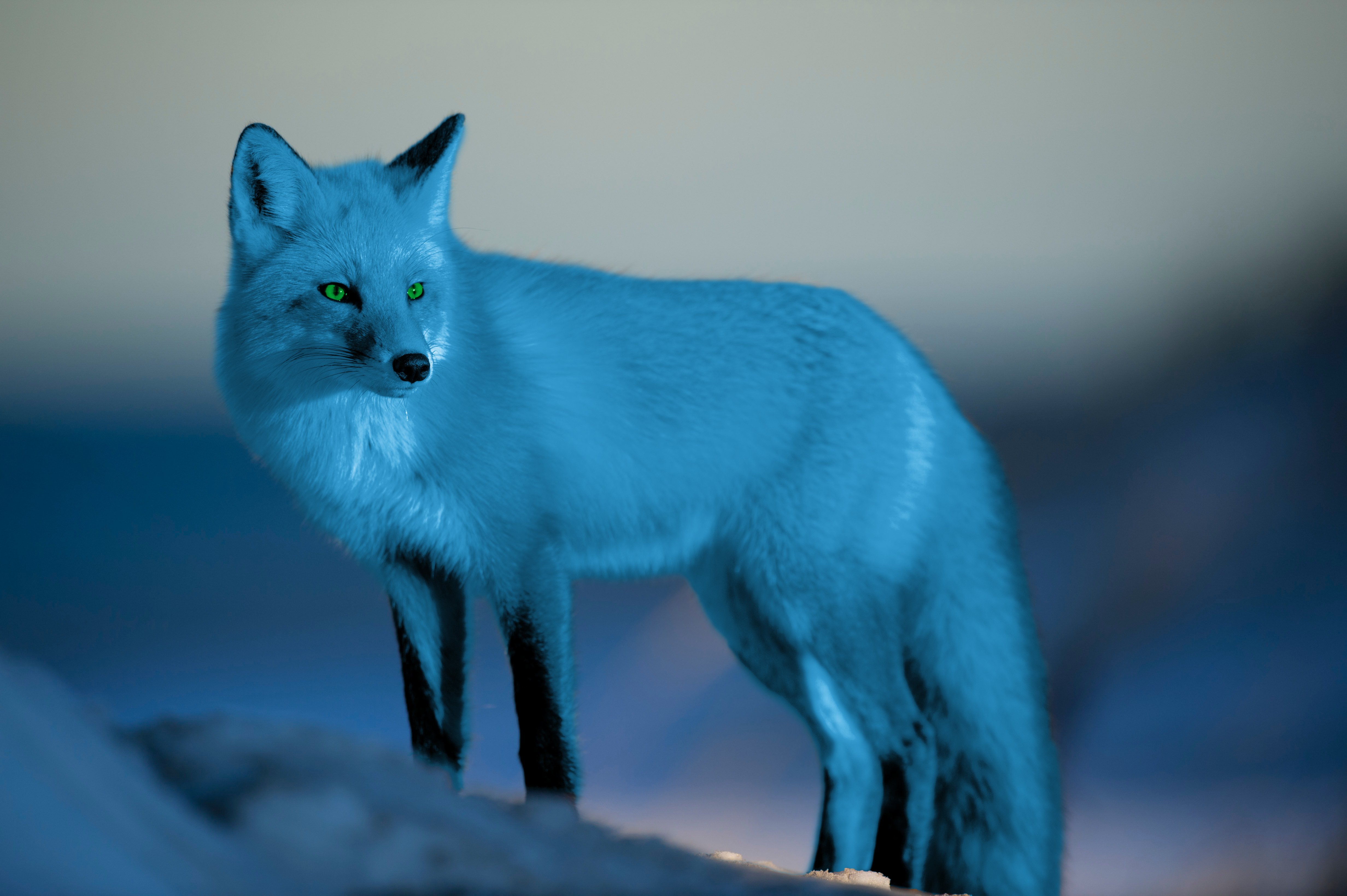 Jay the Fox - IRL by JaytheFox99 on DeviantArt Jay the Fox - IRL by JaytheFox99 on DeviantArt