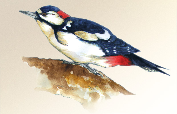 Woodpecker