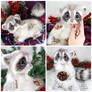Baby Frost Raccoon ~ Poseable Fantasy Creature