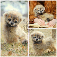 Baby Cheetah