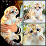 Golden Tiger Cub