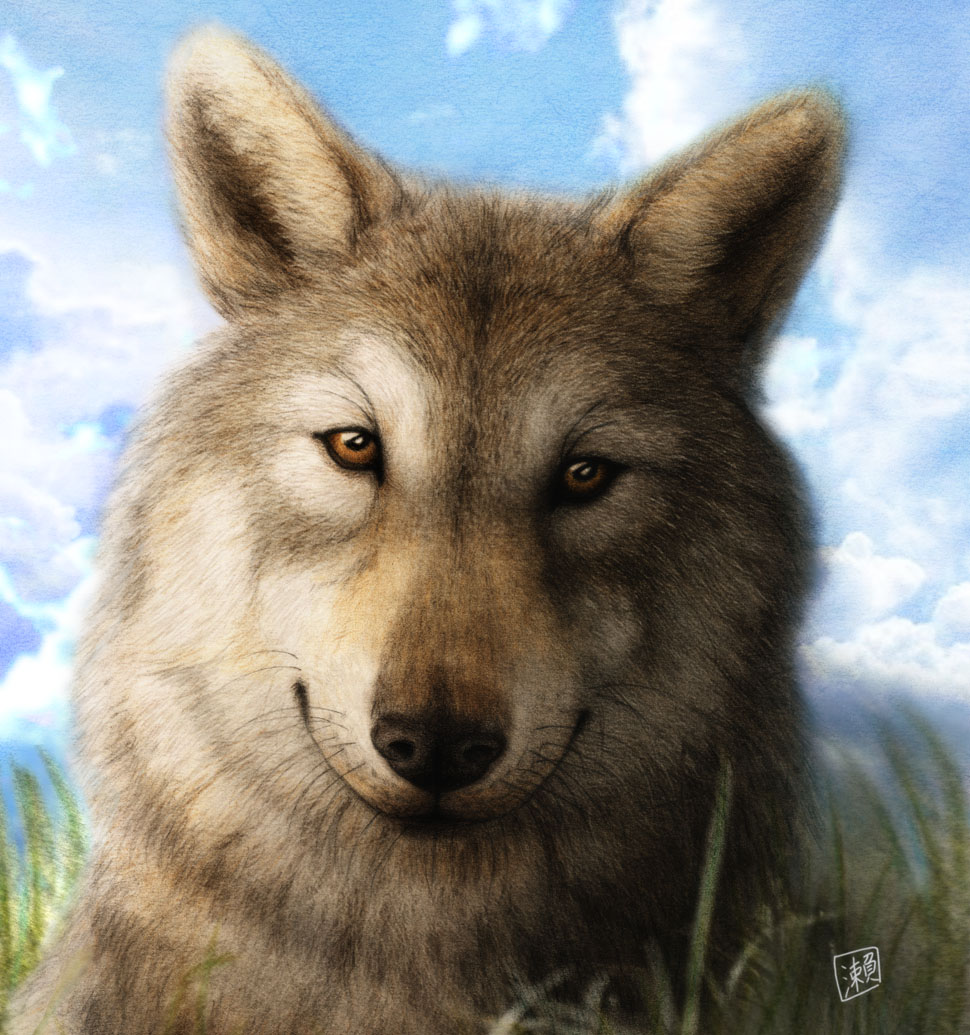 Wolf face