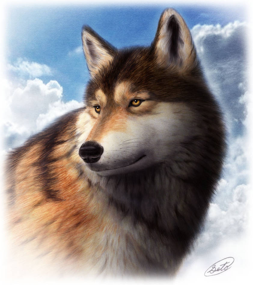 Grey wolf by SheltieWolf on DeviantArt