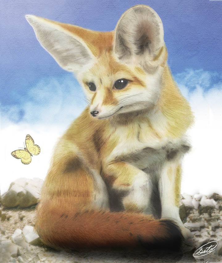 Fennec Fox by SheltieWolf on DeviantArt