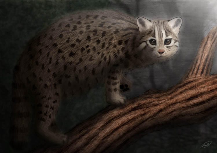Yamaneko : Japanese Wild Cat by SheltieWolf on DeviantArt