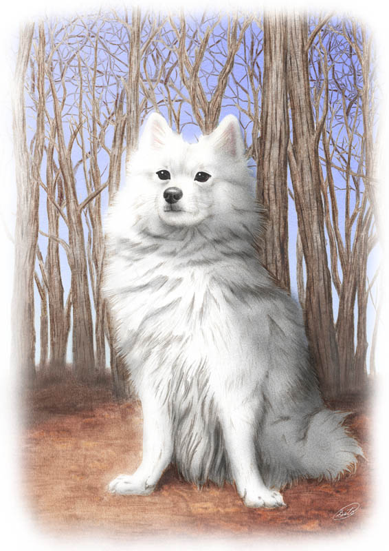 Japanese Spitz