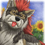 Wolf, Sunflower by SheltieWolf