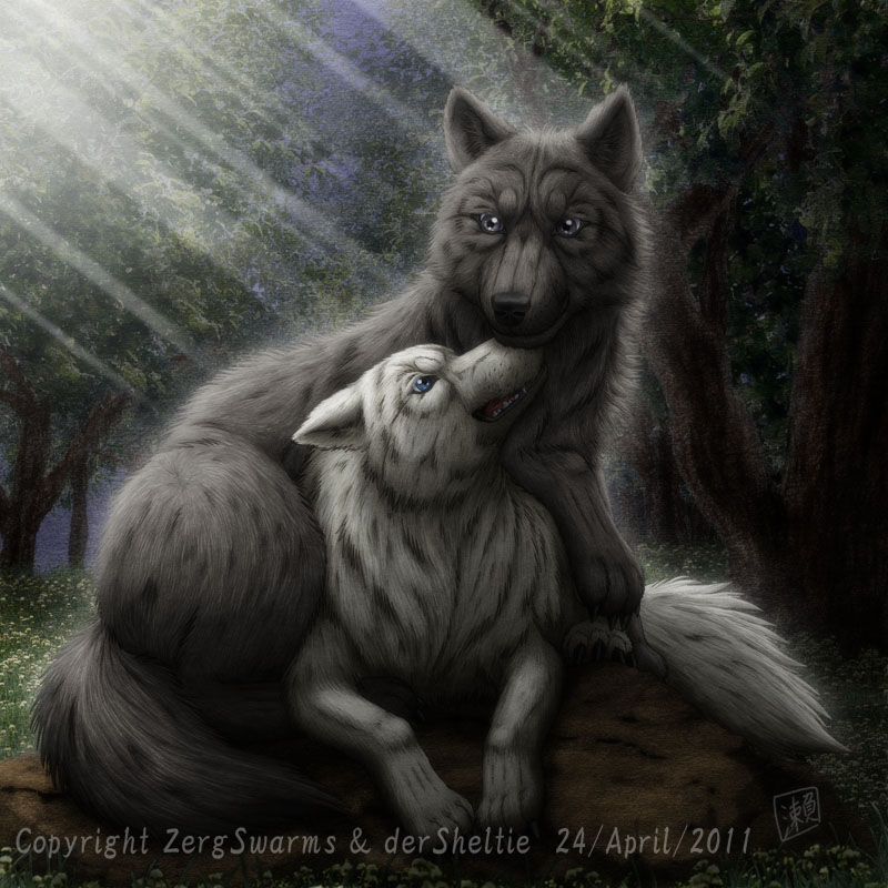 Wolf couple