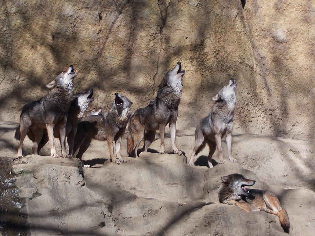 Wolf's Howling by SheltieWolf on DeviantArt