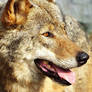 Wolf Profile