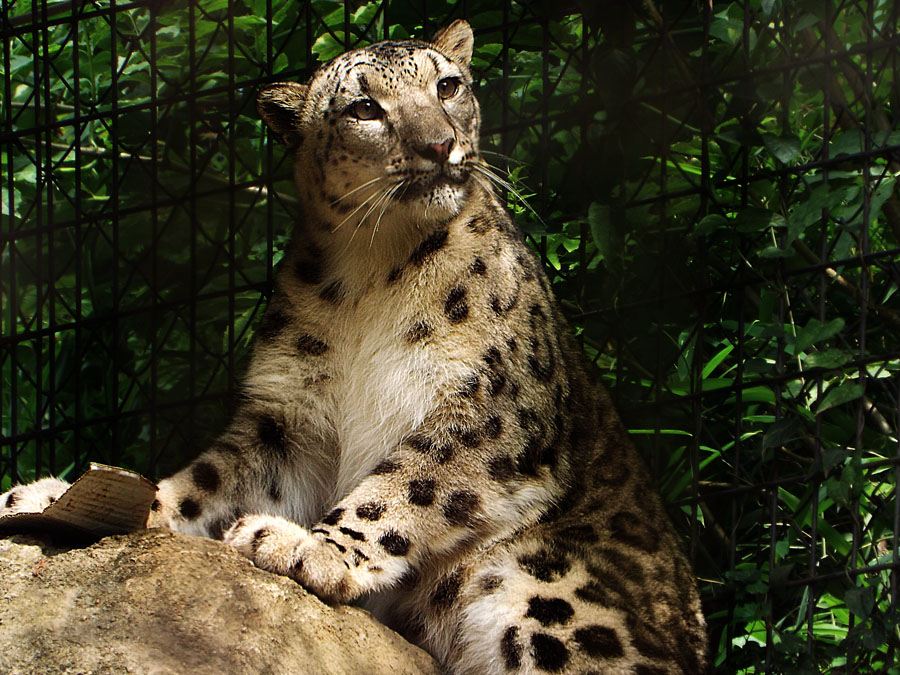 Snow Leopard'3