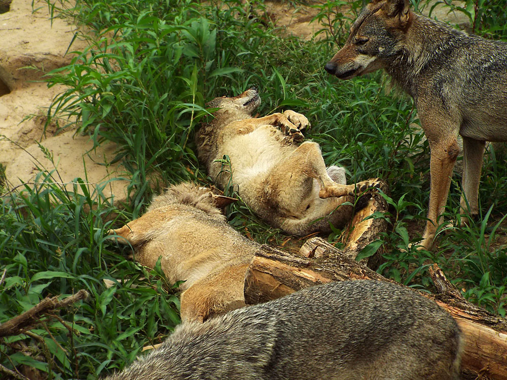 Wolf Marking