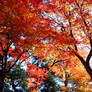 Japanese Autumn