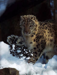 Snow Leopard'4