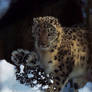 Snow Leopard'4