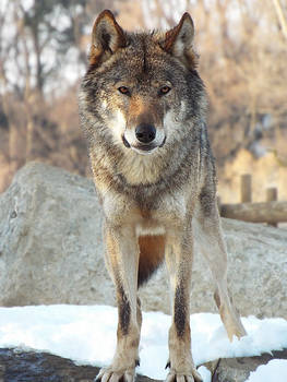 Wolf 36