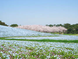 Cherry Blossom and Nemophila