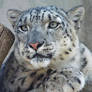 Snow Leopard'5