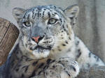 Snow Leopard'5
