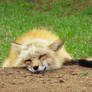 Sleeping Fox