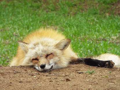 Sleeping Fox