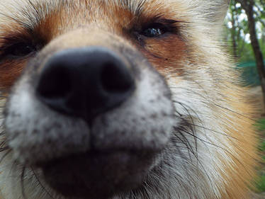 Fox's Nose