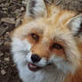 Fox Smile