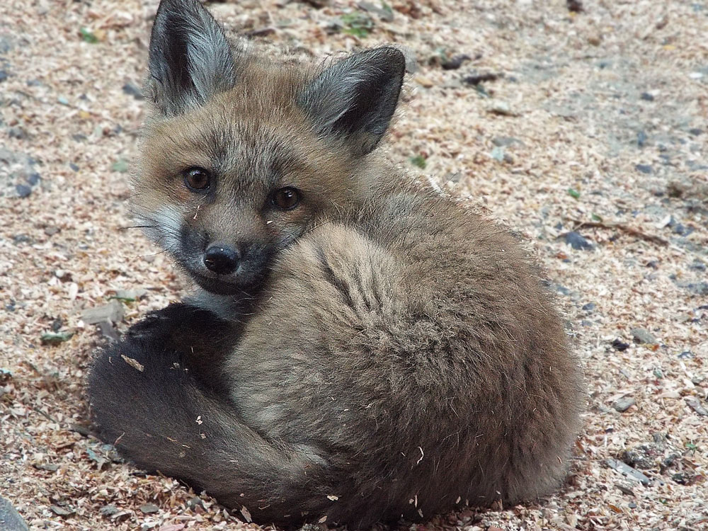 Fox Puppy