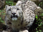 Snow Leopard'6