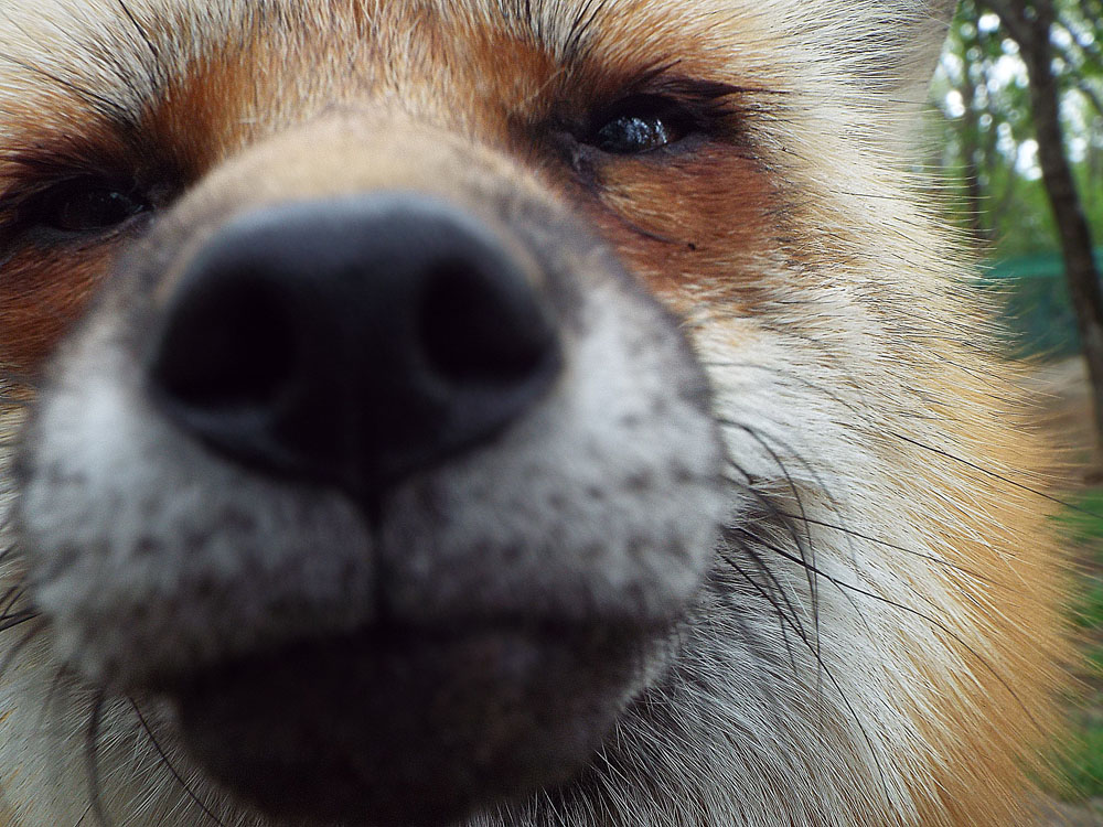 Fox's Nose