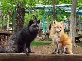 Foxes