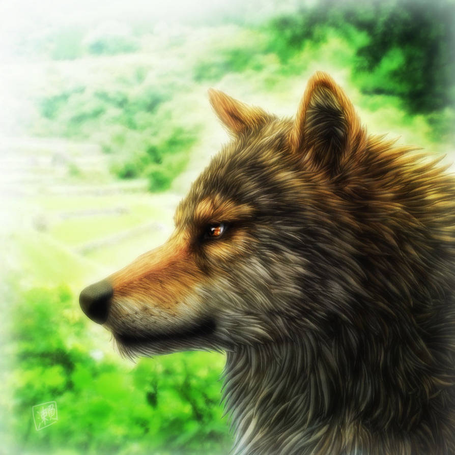 Wolf by SheltieWolf on DeviantArt