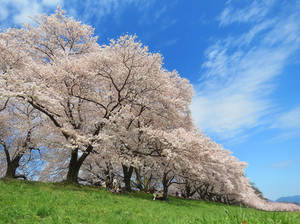 Cherry Blossoms