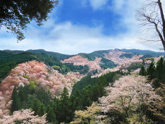 Sakura -Mt.Yoshino-