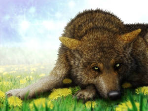 Wolf, Dandelion