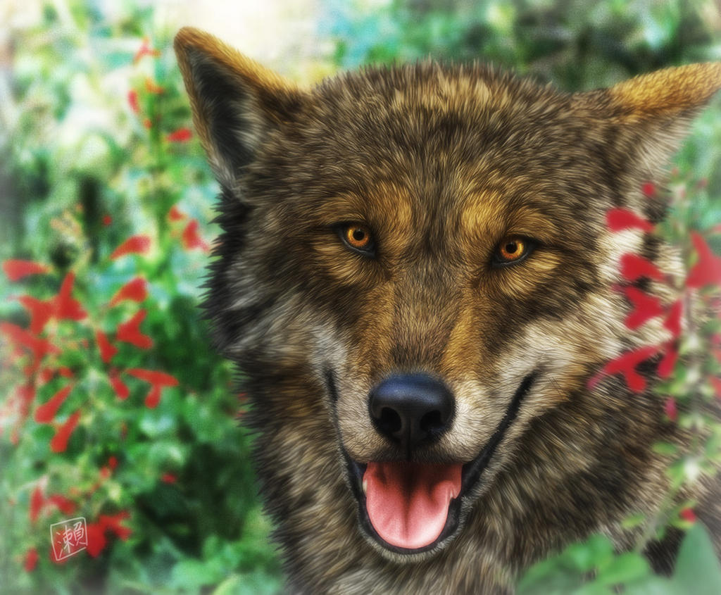 Smiling Wolf by SheltieWolf on DeviantArt